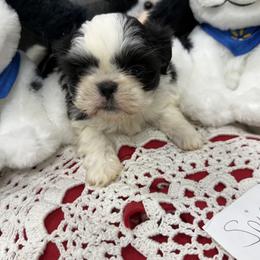 Spice - Black and white female Shih Tzu puppy in Marshfield, Missouri from Hillside Loop Kennel LLC