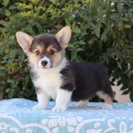 Cupcake - Black and tan female Pembroke Welsh Corgi puppy in Caliente, California from Rafter Cross 7