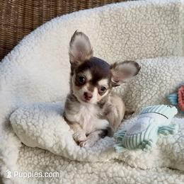 MANNY - Chocolate and tan male Chihuahua puppy in Richmond, Virginia from Bayberry Chihuahuas