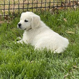 Goldendoodle and Golden Retriever Puppies from SSC Golden Retreivers