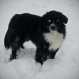 Time - Miniature American Shepherd