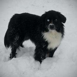 Time - Miniature American Shepherd