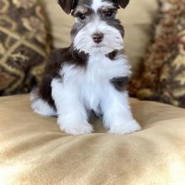 Miniature Schnauzer Puppies from Silver Sage Schnauzers