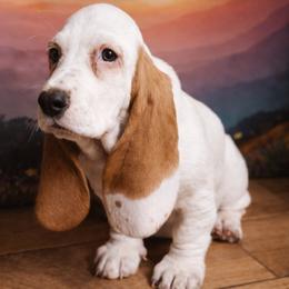 Willow - Red and white female Basset Hound puppy in Hodges, South Carolina from Blooming Basset