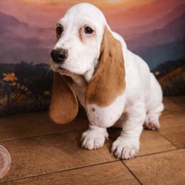 Willow - Red and white female Basset Hound puppy in Hodges, South Carolina from Blooming Basset