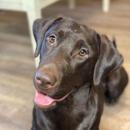 Reese’s  - Labrador Retriever
