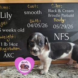 Lily - Piebald female Dachshund puppy in Hoquiam, Washington from Heyd's Mini Dachshunds