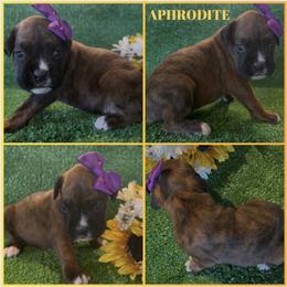 APHRODITE -AKC - Brindle female Boxer puppy in Verden, Oklahoma from Bar H Boxers