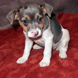 Dottie - Blue white and tan female Rat Terrier puppy in Shelbyville, Tennessee from Gems Rat Terriers