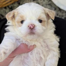 Marshmallow - Gold and white female Shihpoo puppy in Coshocton, Ohio from Forever Family Puppies
