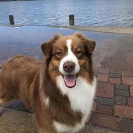 Australian Shepherd All Grown Up from Bayouland Australian Shepherds