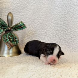 Prancer - Black tri male Toy Australian Shepherd puppy in Aurora, Missouri from Sweet Peach Puppies