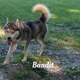 Bandit - Siberian Husky