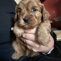 Justice (hot pink red collar) - Red female Cavapoo puppy in Modesto, California from Molly n Friends