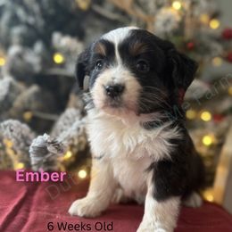 Ember - Reduced - Black tri female Miniature Australian Shepherd puppy in Oronogo, Missouri from Dutton's Show Me Farms