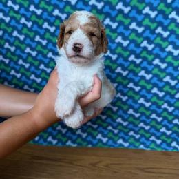 England - Parti male Poodle puppy in New Britain, Connecticut from Poodles of New England