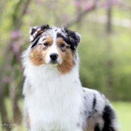 Australian Shepherds from Testimony Australian Shepherds