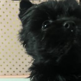 Yorkshire Terriers from Playful Puppies