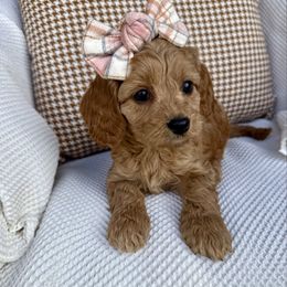 Clover Jane - female Cavapoochon puppy in Lucas, Ohio from Apricot Lane Puppy