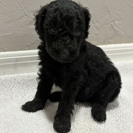 Black male 2 - Red  male Poodle puppy in Williston, Florida from JD French Bulldogs, Mini Poodles, and Border Collies