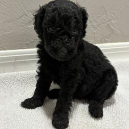 Black male 2 - Red  male Poodle puppy in Williston, Florida from JD French Bulldogs, Mini Poodles, and Border Collies
