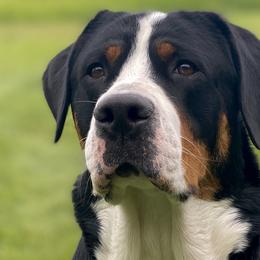 Piper - Greater Swiss Mountain Dog