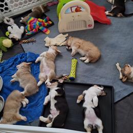 Pembroke Welsh Corgi Puppies from Rhone River Farm Pembroke Welsh Corgis