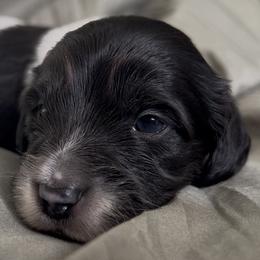Oreo - Black and cream male Dachshund puppy in Sheridan, Arkansas from Farmhouse Dachshunds