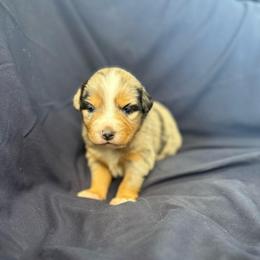 Biscutti - Blue merle female Miniature Australian Shepherd puppy in Medical Lake, Washington from MAS Gone Rogue