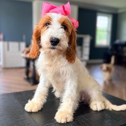 Goldy - Parti female Goldendoodle puppy in Marion, Ohio from Doodles & Doxies