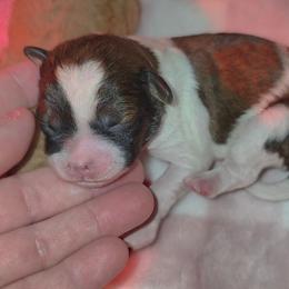 Boy 1 - Brindle and white male Shihpoo puppy in Hertford, North Carolina from Heaven Sent Shihpoo's