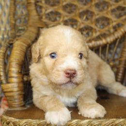 Apricot Male - Red male Aussiedoodle puppy in Belgreen, Alabama from Scott’s Farm Poodles and Doodles