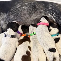 German Shorthaired Pointer puppies from Upland Valley Kennels