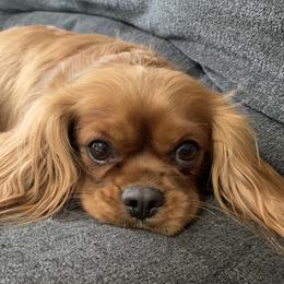 Juno - Cavalier King Charles Spaniel