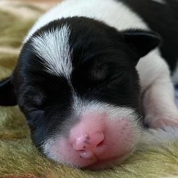 P1F - White black and tan female Rat Terrier puppy in Groveland, Florida from Blackwood Rat Terriers (Standard)