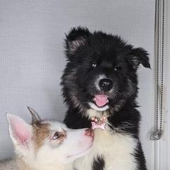 Siberian Husky Puppies from Springfield Huskies