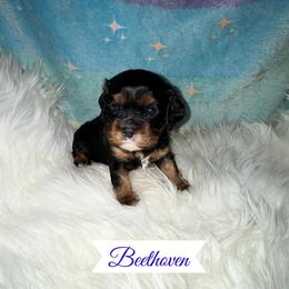 Beethoven - Black and tan male Cavalier King Charles Spaniel puppy in Broken Arrow, Oklahoma from Cavalier King Charles Heartland