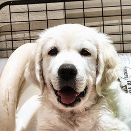 Golden Retriever Puppies from Golden West English Creams