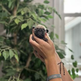 Boy 2 - Fawn male Pug puppy in New Haven, Indiana from Milan Pugs