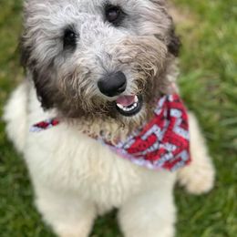 Goldendoodle, Poodle, and Sheepadoodle All Grown Up from Brewer's Goldendoodles & Sheepadoodles