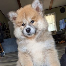 Boy 1 - Red male Japanese Akitainu puppy in South Carolina from Sierra Mountain Akitas