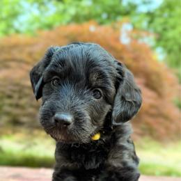 Salsa - Black phantom female Aussiedoodle puppy in Mulino, Oregon from Korbella Farm