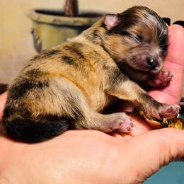 Aria - Orange parti female Pomeranian puppy in Green Cove Springs, Florida from Natasha's Ark of Joy