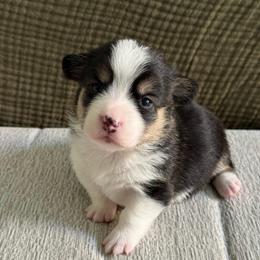 Bettie - White and black female Pembroke Welsh Corgi puppy in Riverside, California from Chases Dream Kennel