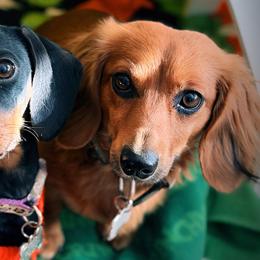 Dachshunds from Short Stack Miniature Dachshunds