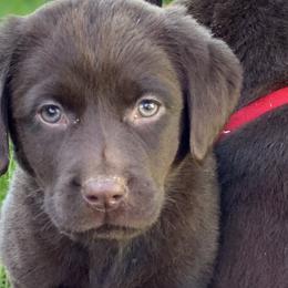 Labrador Retriever Puppies from Valley View English Labs