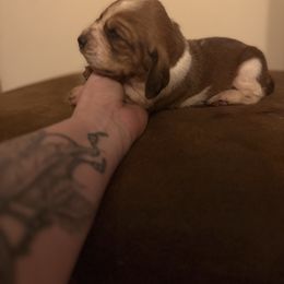 Maui - Mahogany and white male Basset Hound puppy in Letcher, Kentucky from Hackers Appalachian Basset Hounds