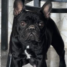Venti - French Bulldog