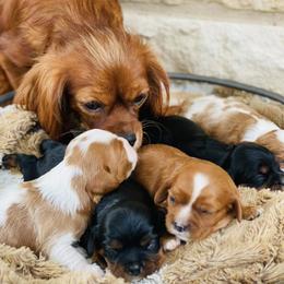 Cavalier King Charles Spaniels from Longhorn Cavaliers