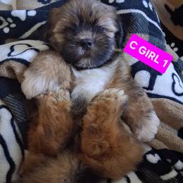 GIRL 1 FLORIDA AKC MULTI CHAMPION ANCESTRY - Red gold female Lhasa Apso puppy in Bell, Florida from Maryann & Kandis